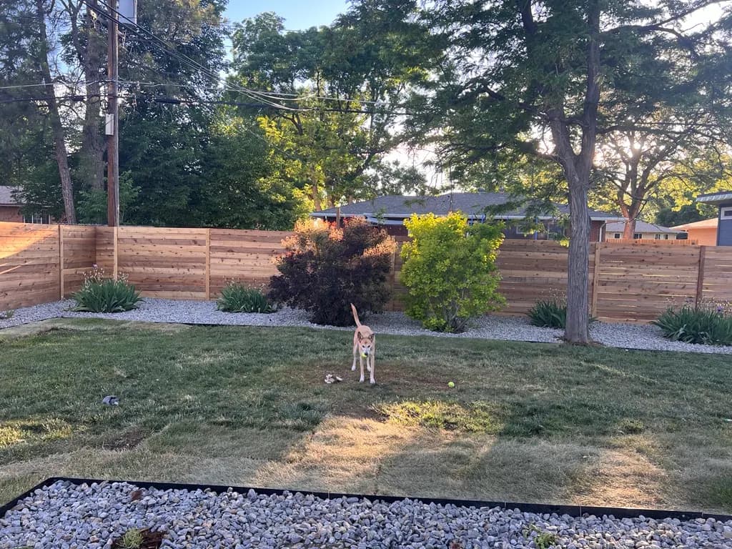 Cedar privacy fence at golden hour in a Lakewood, Colorado backyard